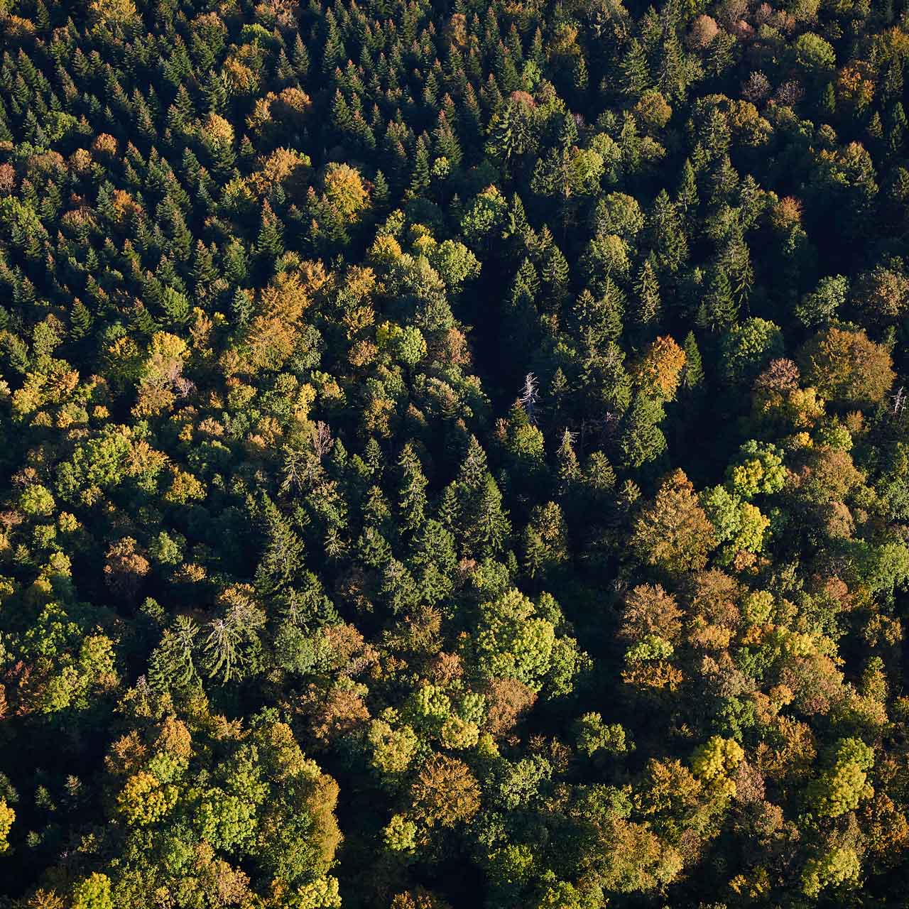foret-jura